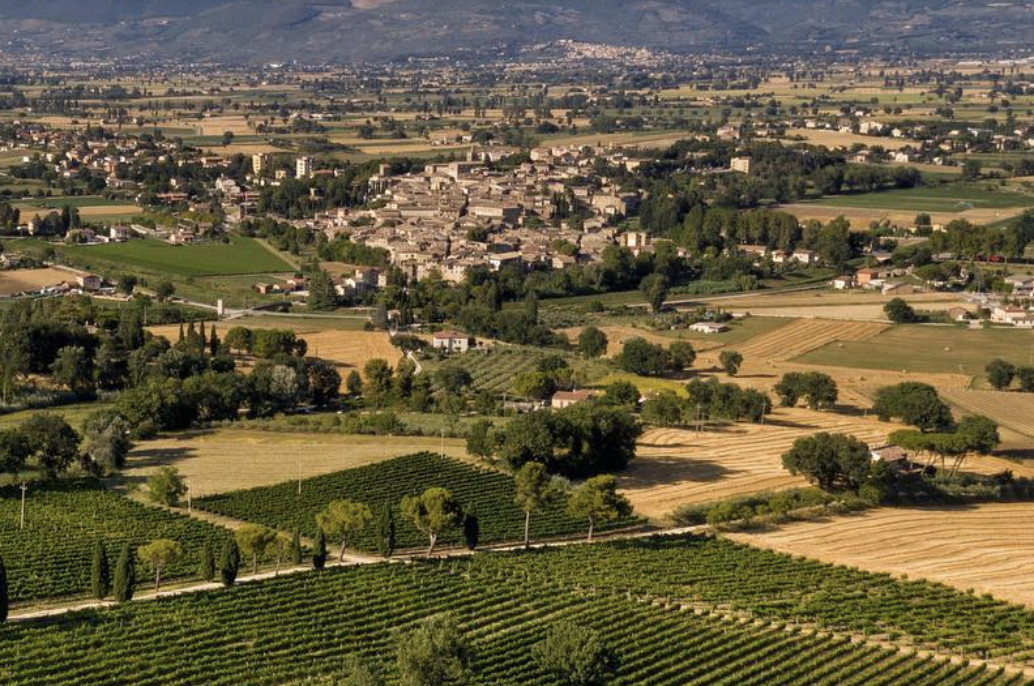 Umbria Wine Dinner — Restaurant Olivia, Handmade Pasta in Denver